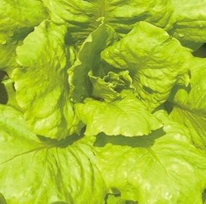 Gói 10g hạt giống xà lách Dún Vàng cao sản