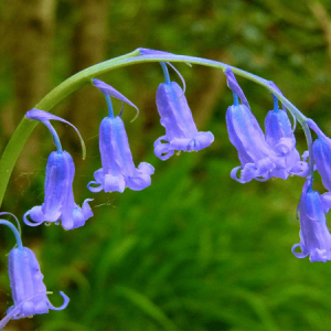 Củ giống Nho lục bình (Hoa chuông xanh) (Muscari)