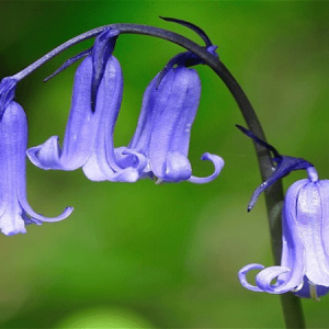 Củ giống Nho lục bình (Hoa chuông xanh) (Muscari)