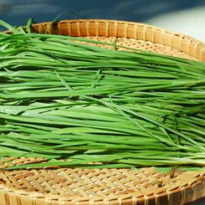 Gói 1g hạt giống hẹ cao sản