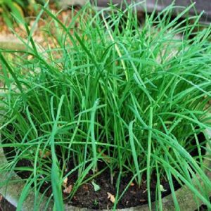 Gói 1g hạt giống hẹ cao sản