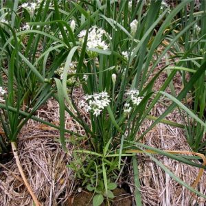 Gói 1g hạt giống hẹ ăn bông