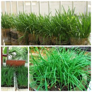 Gói 1g hạt giống hẹ ăn bông