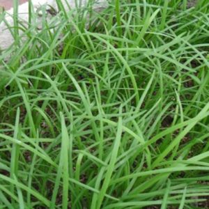 Gói 1g hạt giống hẹ cao sản Nhật Bản