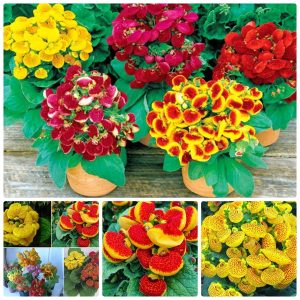 Gói 50 hạt hạt giống hoa Huyền Sâm Nhiều Màu