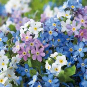 Gói 0.2GR hạt giống hoa Lưu Ly Nhiều Màu