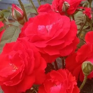 [Cây giống hoa] Hồng Lửa Sa Đéc (hồng bụi) size bầu nhỏ - CayGiongTot