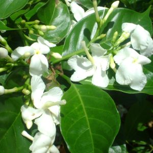 [Cây giống hoa] Lài Tây (Nhài Tây) - CayGiongTot