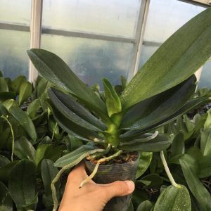 Lan hồ điệp mini cốc 2.8 sẵn 1 ngồng hoa - Giao cây như hình, hoa có màu ngẫu nhiên, cho hoa tết Nguyên đán 2021