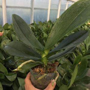 Lan hồ điệp mini cốc 2.8 sẵn 1 ngồng hoa - Giao cây như hình, hoa có màu ngẫu nhiên, cho hoa tết Nguyên đán 2021