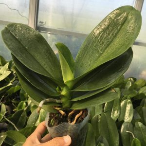 Lan hồ điệp mini cốc 2.8 sẵn 1 ngồng hoa - Giao cây như hình, hoa có màu ngẫu nhiên, cho hoa tết Nguyên đán 2021