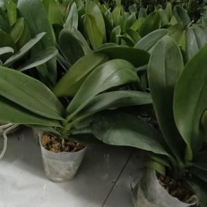 Cây Lan Hồ Điệp khủng cốc 3.5 giống Đài Loan hoa to dài và cực bền - Nữ hoàng của các loại hoa - giao cây đã cắt cành, to khoẻ như hình, hoa có màu ngẫu nhiên