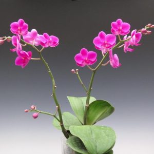 Hồ điệp Mãn Thiên Hồng 2 ngồng