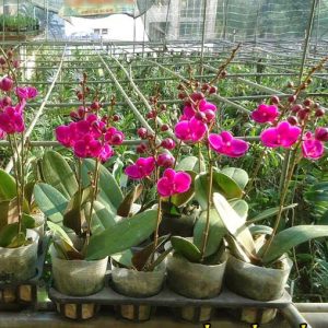 Hồ điệp Mãn Thiên Hồng 2 ngồng