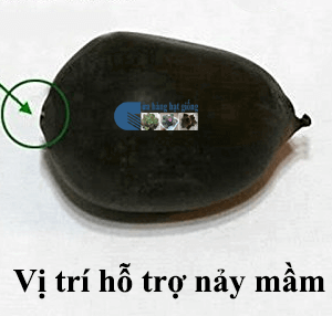 Gói 5 hạt giống sen mini Nhật màu TÍM