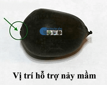 Gói 5 Hạt Giống Hoa Sen Nhật Mini mix Nhiều Màu - hạt mới nảy mầm cực chuẩn - kèm hướng dẫn trồng - NanuSeeds - Thế Giới Rau Mầm shop