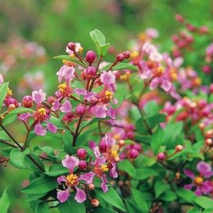 [Cây giống hoa] Hồng Ngọc Mai - CayGiongTot