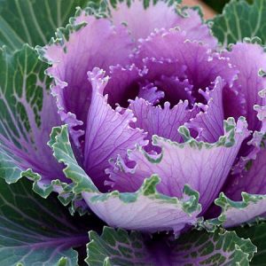 Gói 20 hạt giống hoa bắp cải nhiều màu