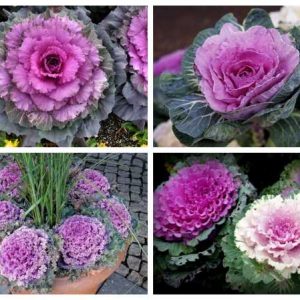 Gói 20 hạt giống hoa bắp cải nhiều màu