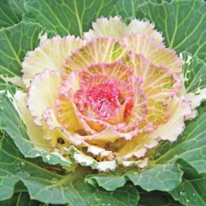 Gói 20 hạt giống hoa bắp cải nhiều màu