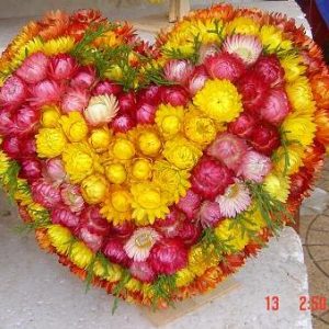 Gói 100 Hạt Giống Hoa Bất Tử Nhiều Màu- Nanuseeds