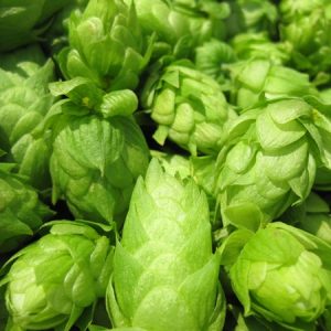 Gói 5 hạt giống hoa bia Hops