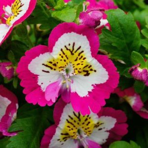 Gói 0.5GR hạt giống hoa Bướm Cali Nhiều Màu