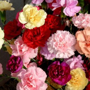 Gói 50 Hạt Giống Hoa Cẩm Chướng Nhiều Màu- NanuSeeds