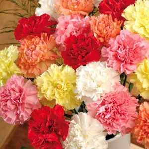 Gói 50 Hạt Giống Hoa Cẩm Chướng Nhiều Màu- NanuSeeds