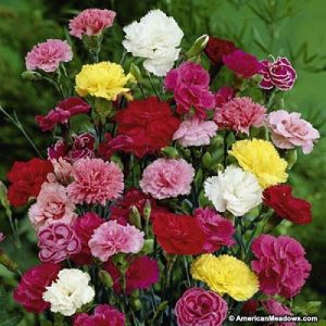 Gói 50 Hạt Giống Hoa Cẩm Chướng Nhiều Màu- NanuSeeds