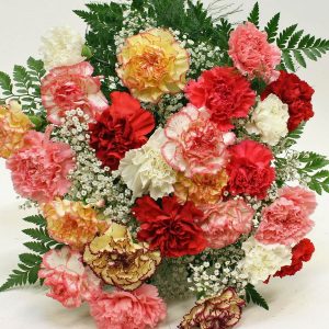 Gói 50 Hạt Giống Hoa Cẩm Chướng Nhiều Màu- NanuSeeds