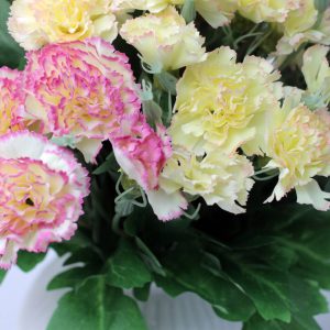 Gói 50 Hạt Giống Hoa Cẩm Chướng Nhiều Màu- NanuSeeds