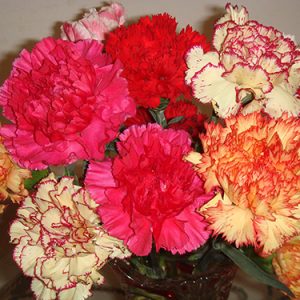 Gói 50 Hạt Giống Hoa Cẩm Chướng Nhiều Màu- NanuSeeds