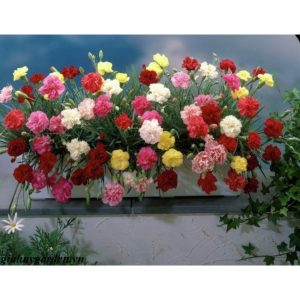 Gói 50 Hạt Giống Hoa Cẩm Chướng Nhiều Màu- NanuSeeds