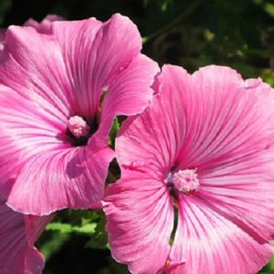 Gói 0.5GR hạt giống hoa Cẩm Quỳ Hồng