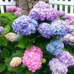 Gói 5 hạt giống hoa cẩm tú cầu nhiều màu