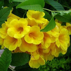 [Cây bóng mát] - Cây huỳnh liên, cây hoàng yến, cây sò đo bông vàng, Tecoma stans