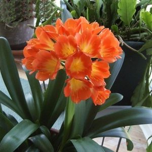 Cây lan quân tử bầu đất size đại ra hoa Tết Nguyên Đán - Lan Huệ Cam, Lan Huệ Đỏ, Đại Quân Tử