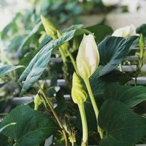 Hạt giống rau hoa Chom chan Thái Lan gói 5 hạt (Chomchan) nhập nguyên gói