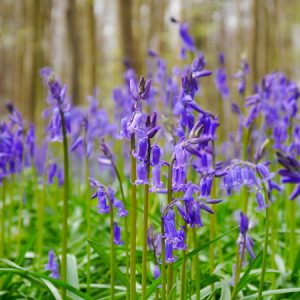 Củ giống Nho lục bình (Hoa chuông xanh) (Muscari)