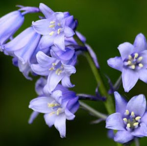 Củ giống Nho lục bình (Hoa chuông xanh) (Muscari)
