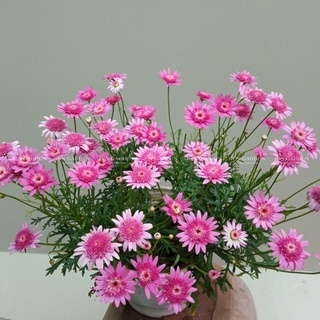 Chậu cây Cúc Hoạ Mi đang hoa- Hồng cánh Kép