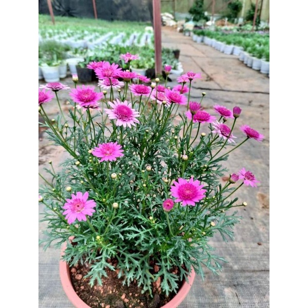 Chậu cây Cúc Hoạ Mi đang hoa- Hồng cánh Kép