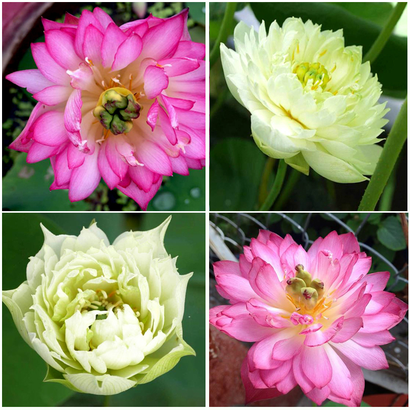 hoa-cung-dinh-1-b226c1dd-ef81-46a3-93b1-b95a552abd37 Gói 5 hạt giống sen cung đình - sen bách hợp màu hồng