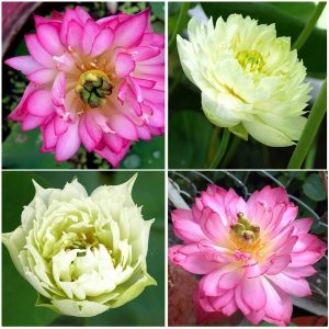 Gói 5 hạt giống sen cung đình - sen bách hợp mix 2 màu trắng, hồng