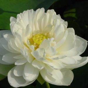 Gói 5 hạt giống sen cung đình - sen bách hợp mix 2 màu trắng, hồng