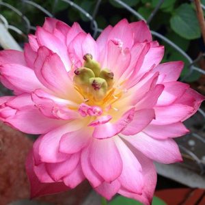 Gói 5 hạt giống sen cung đình - sen bách hợp màu hồng