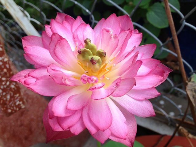 hoa-cung-dinh-hong-1-1 Gói 5 hạt giống sen cung đình - sen bách hợp màu hồng