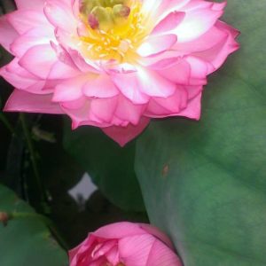 Gói 5 hạt giống sen cung đình - sen bách hợp màu hồng