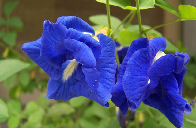 Gói 10 Hạt giống hoa đậu biếc kép - NanuSeeds